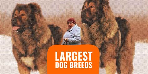 Xl Large Breed Dogs at Margarita McMillin blog