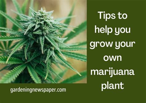 These are some useful tips to help you grow your own marijuana plant ...