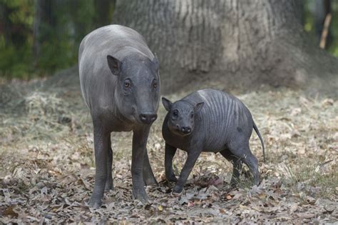 Babirusa: Extraordinary Pig | Wild View