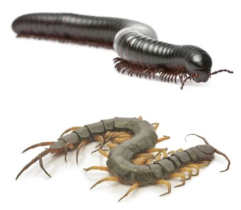 Bug Bytes: Centipede Or Millipede? | Montana Public Radio