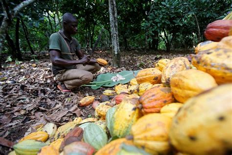 ‘Big data’ contra la esclavitud del chocolate | Red de expertos ...