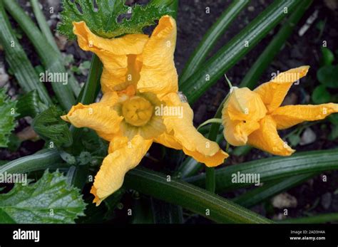 Courgette (Cucurbita pepo) flowers Stock Photo - Alamy