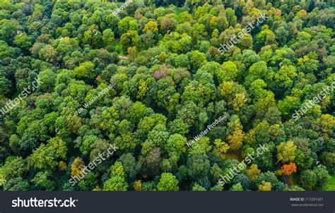 Aerial View Autumn Trees Colorful Trees Stock Photo 717291601 ...