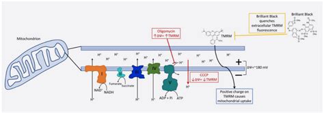 Mitochondrial Assay Development | Assay Biology | Domainex