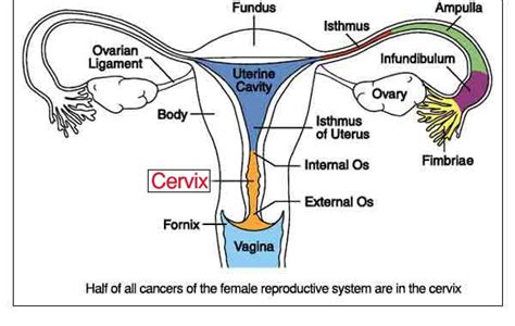 Cervix Function - Hafidhandris