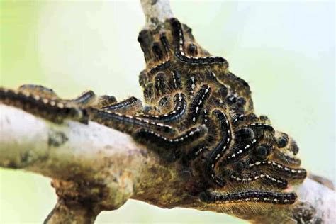 Tent Caterpillar: Identifying And Getting Rid Of Tent Caterpillars [DETAILS]