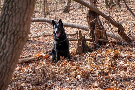 Here’s How Cadaver Dogs Are Trained To Find Dead Bodies