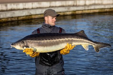 Polish fish farm fights 'myth of Russian caviar'