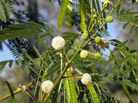 Leucaena leucocephala (Lam.) de Wit | Plants of the World Online | Kew ...