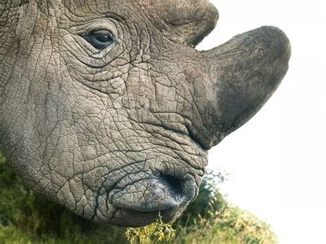 Northern White Rhino Extinct 2024 - Hynda Laverna