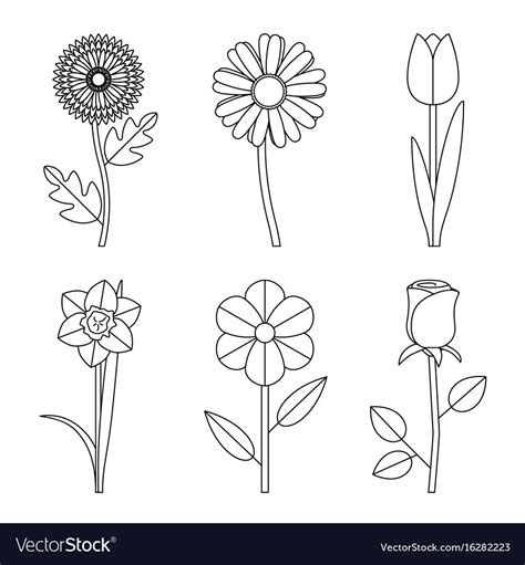 Flowers line drawings Royalty Free Vector Image