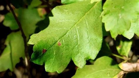 Western Poison Oak, Toxicodendron diversilobum, San Diego, California ...