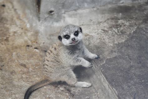 Photographer Captures The Most Adorable Photos Of A Baby Meerkat