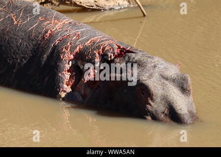 hippo attack Stock Photo - Alamy