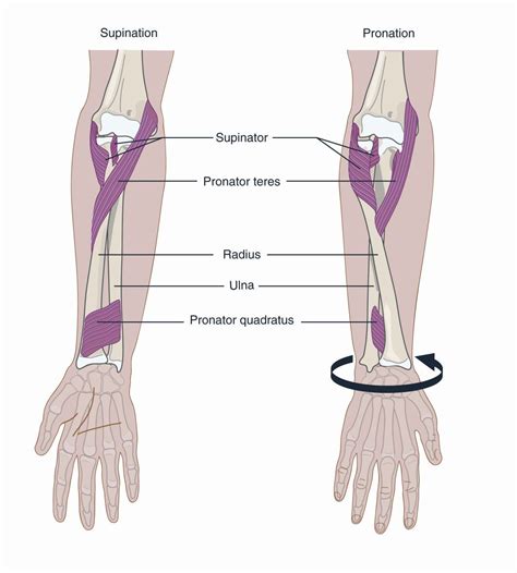 Pronation & Supination - Forearm anatomy