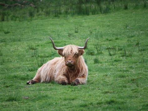 Pollok Country Park, Glasgow South Side | What's On Glasgow