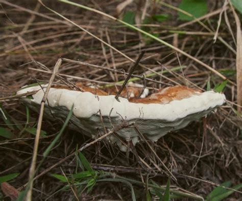 Reishi Mushroom Identification and Foraging Guide