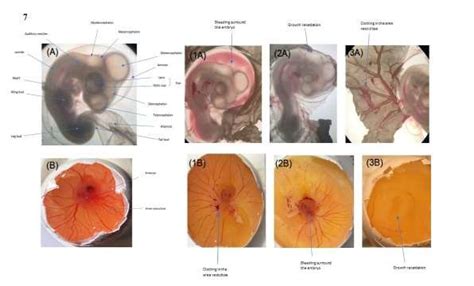 Morphology of chick embryo at day 5. (A) Under the dissecting ...