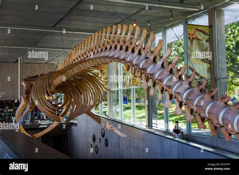 Skeleton of a Blue Whale at the Beaty Biodiversity Museum at UBC in ...