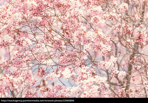 Spring blossom pink tree flowers background - Stock image - #23960806 | PantherMedia Stock Agency