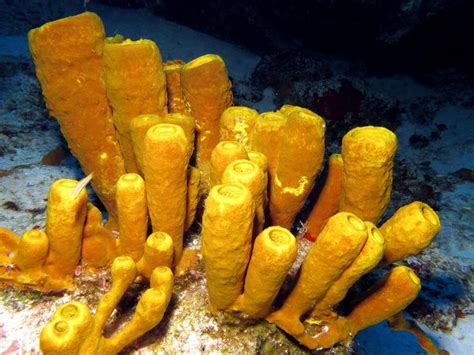 Yellow Tube Sponge - Aplysina fistularis - Sponges - - Tropical Reefs ...