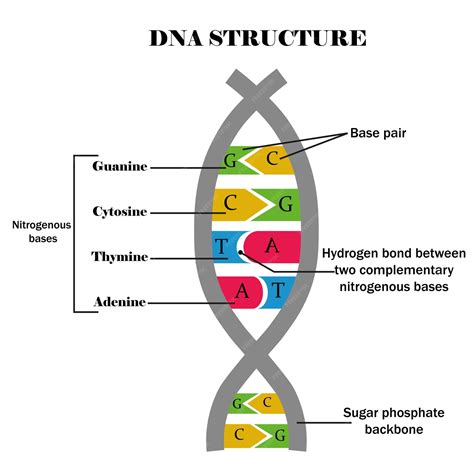 Premium Vector | DNA structure. DNA with its components: cytosine, guanine, adenine, thymine ...