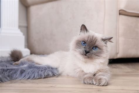 5 Reasons Why Birman Cats Make Great Pets - MyStart