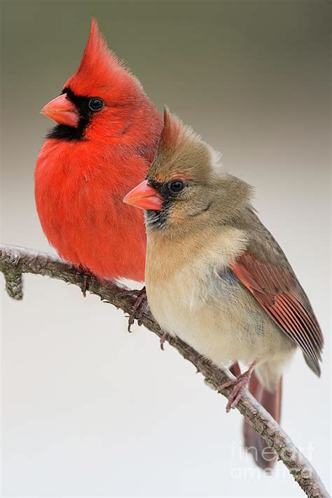 Yellow Cardinal Male And Female