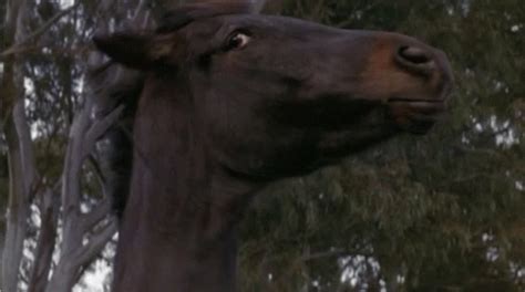 Horse Crazy GIF - Horse Crazy Side Eye - Discover & Share GIFs