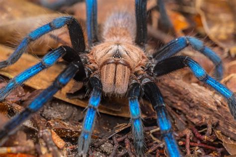 This Tarantula Became a Scientific Celebrity. Was It Poached From the Wild? - The New York Times ...