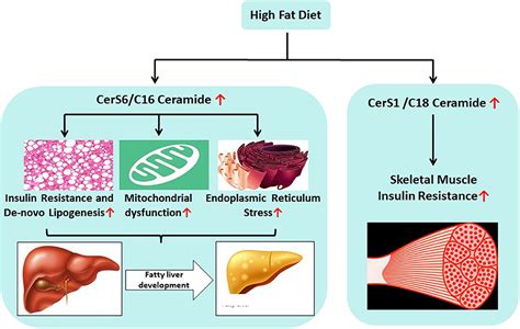 Frontiers | Ceramide Synthases Are Attractive Drug Targets for Treating ...