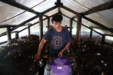 250 Mushroom cultivation Stock Pictures, Editorial Images and Stock ...