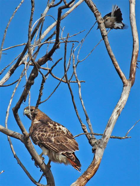 Dallas Trinity Trails: Texas Winter -- Predators of the Dallas Woods