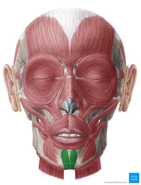 Mentalis: Origin, insertion, action and innervation | Kenhub