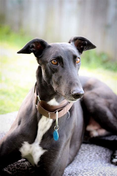 Greyhound Adoption & Rescue | Every Greyhound | Beau | Grey hound dog, Greyhound pictures ...