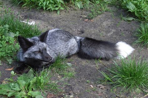 Gorgeous silver fox | Pet fox, Weird animals, Fox