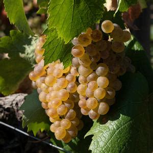 Learn About Wine Grapes Aligoté - Berry Bros. & Rudd