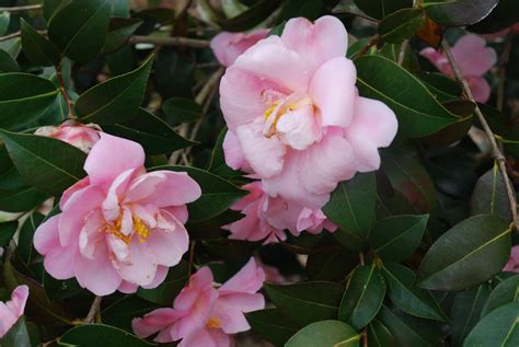 Growing Zone 6 Hardy Camellias 101 | What Grows There :: Hugh Conlon ...