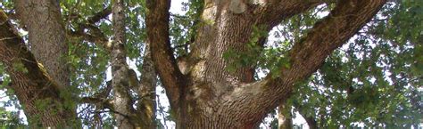 Quercus garryana: Garry Oak | Portland Nursery