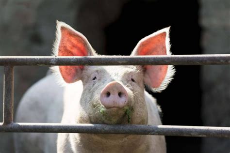 Pork Industry Panics After $50 Million Fine Over Pig Farming Pollution