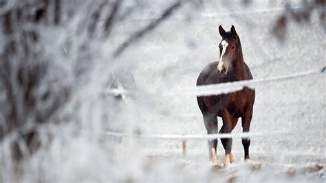 Winter Pet Care: Keep Your Furry Friend Cozy & Safe | Humane Society of ...