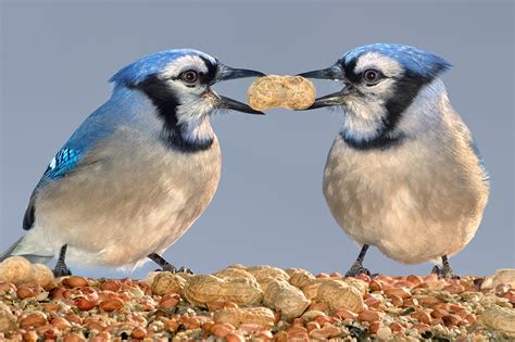 Blue Jays - Peanuts and Trust - Althea DePascale Intuitive Mentor