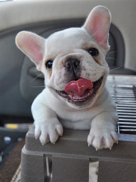 White French Bulldogs - Pictures, Facts, FAQs & More | PupTraveller