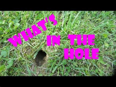 What Does a Skunk Hole Look Like? [Comprehensive Answer] - CGAA.org