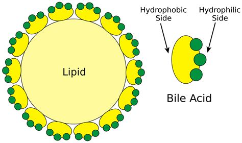 Lipids