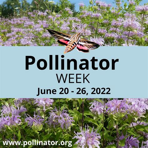 Pollinator Partnership on Twitter: "#PollinatorWeek is a little over a ...