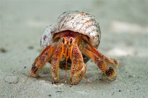 Hermit Crab: Beginner's Guide to Setting Up a Habitat