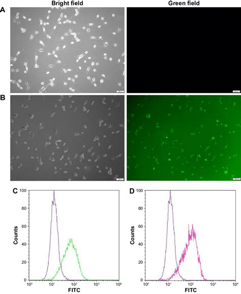 Transfection efficiency measurement of DMP. Notes: DMP, containing 0.1 ...