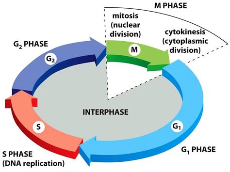 Unit 4: Cell Cycle