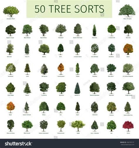 50 trees name in english - Google Search | Maple trees types, Trees ...